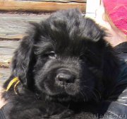 Превью фото № 124445