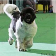 Превью фото № 124485