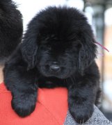 Превью фото № 124492