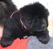 Превью фото № 124497