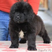 Превью фото № 124498