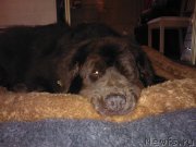 Превью фото № 124542