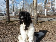 Превью фото № 124577