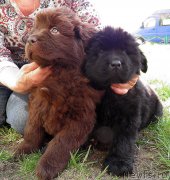 Превью фото № 124628