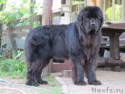 Превью фото № 124637