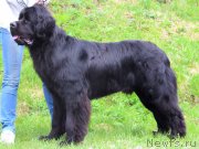 Превью фото № 124700