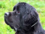 Превью фото № 124701