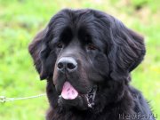 Превью фото № 124702