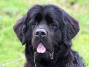 Превью фото № 124703