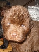 Превью фото № 124756