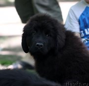 Превью фото № 124769