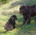 Превью фото № 12483