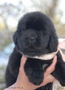 Превью фото № 124885