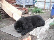 Превью фото № 124902