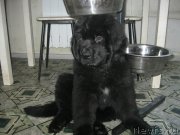 Превью фото № 124905