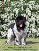 Превью фото № 125054