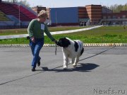 Превью фото № 125060