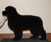 Превью фото № 125117