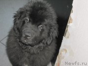 Превью фото № 125183