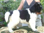 Превью фото № 125208