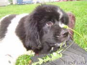 Превью фото № 125231