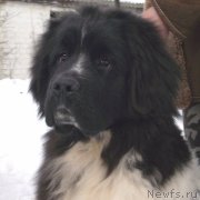 Превью фото № 125239