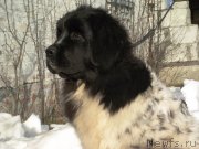 Превью фото № 125241