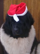 Превью фото № 125242