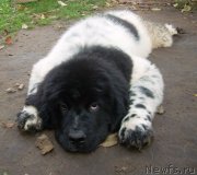 Превью фото № 125249