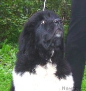 Превью фото № 125253