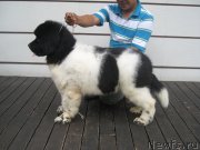 Превью фото № 125255