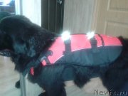 Превью фото № 125257