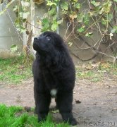 Превью фото № 125265