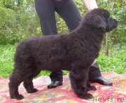 Превью фото № 125266