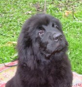 Превью фото № 125268