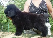 Превью фото № 125270