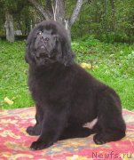 Превью фото № 125273