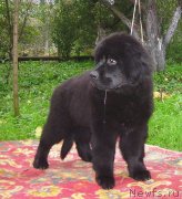 Превью фото № 125275