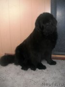 Превью фото № 125291