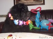 Превью фото № 125294