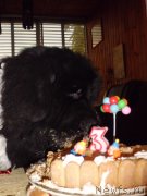 Превью фото № 125303