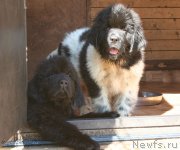 Превью фото № 125314