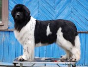 Превью фото № 125323