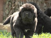 Превью фото № 125331