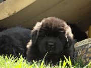 Превью фото № 125333