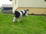 Превью фото № 125346