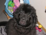 Превью фото № 125352