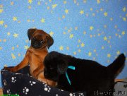 Превью фото № 125394