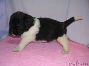 Превью фото № 125409