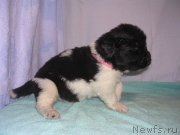 Превью фото № 125413